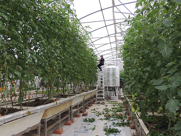 The Typhoon Greenhouse