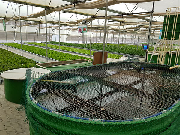 Flomedia Aquaponics