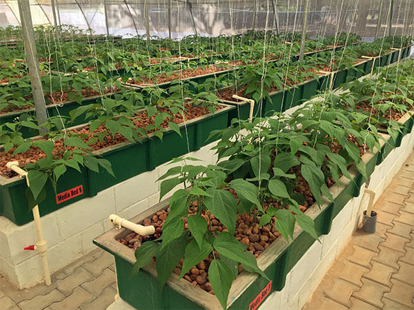 Solar Powered Greenhouse