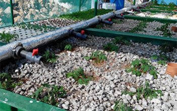 Innovative Fish-run Organic Farming Project on Hold at Downsview Park