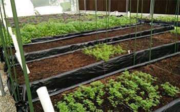 Aquaponics:  A  Promising  Method  for  Growing  Fish  and  Crops  in  Oman