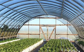 Oman’s first aquaponics farm to promote organic produce