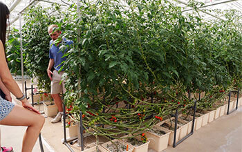 Aquaponics brings fish-fuelled vegetables to Toronto