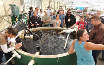 An aquaponics route to organic farming