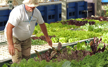 Oman’s first aquaponics organic farm gets green light