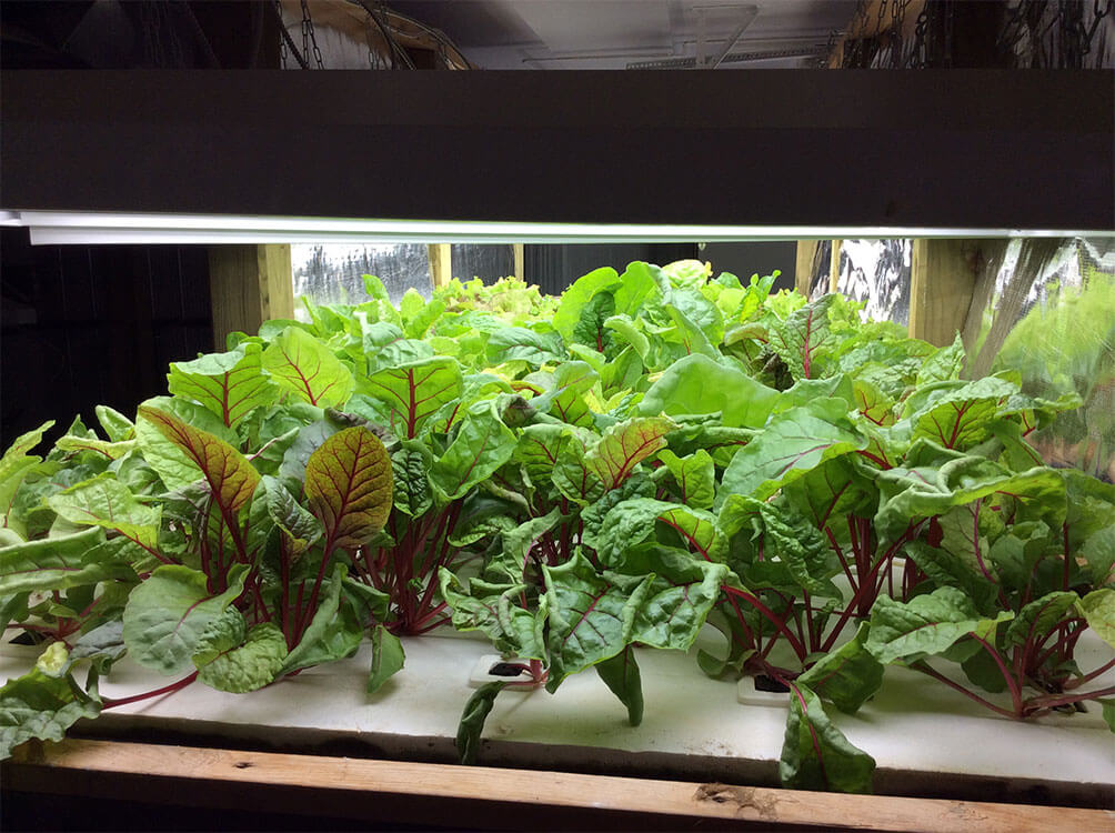 Upstream Aquaponics