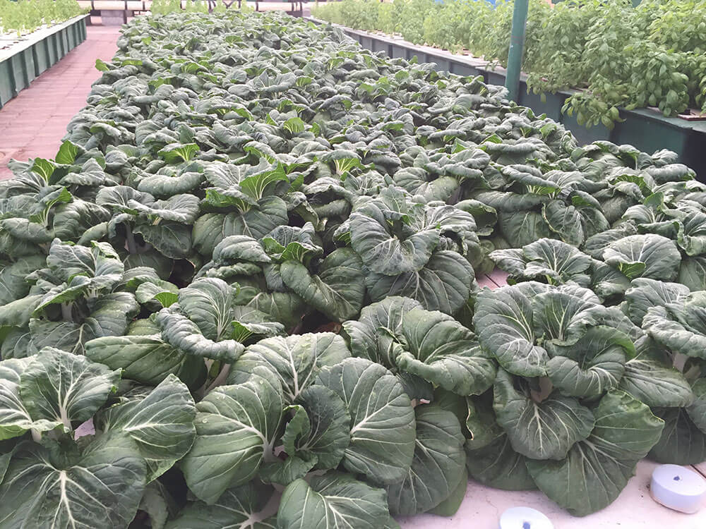 Al Araimi Aquaponics