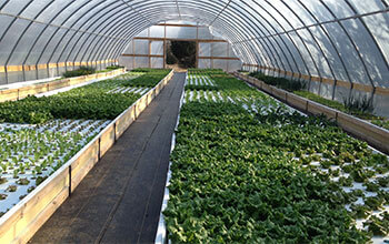 First aquaponics project in Barka