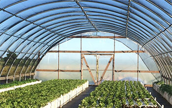 Oman’s first aquaponics farm to promote organic produce