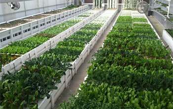 First aquaponics project to kick off on March 14