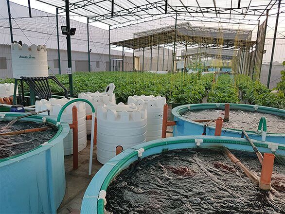 Al Arfan Farms - Water Farmers