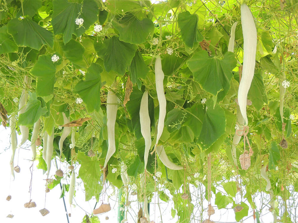 TEL Aquaponics Research Center