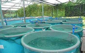 Aquaponic cannabis grower lets nature do the work