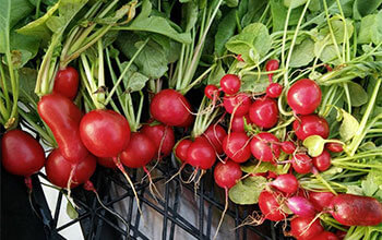 Raising fish alongside plants? “Water farmers” dive into aquaponics